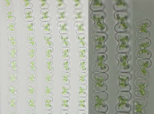 Spondylosium papillosum