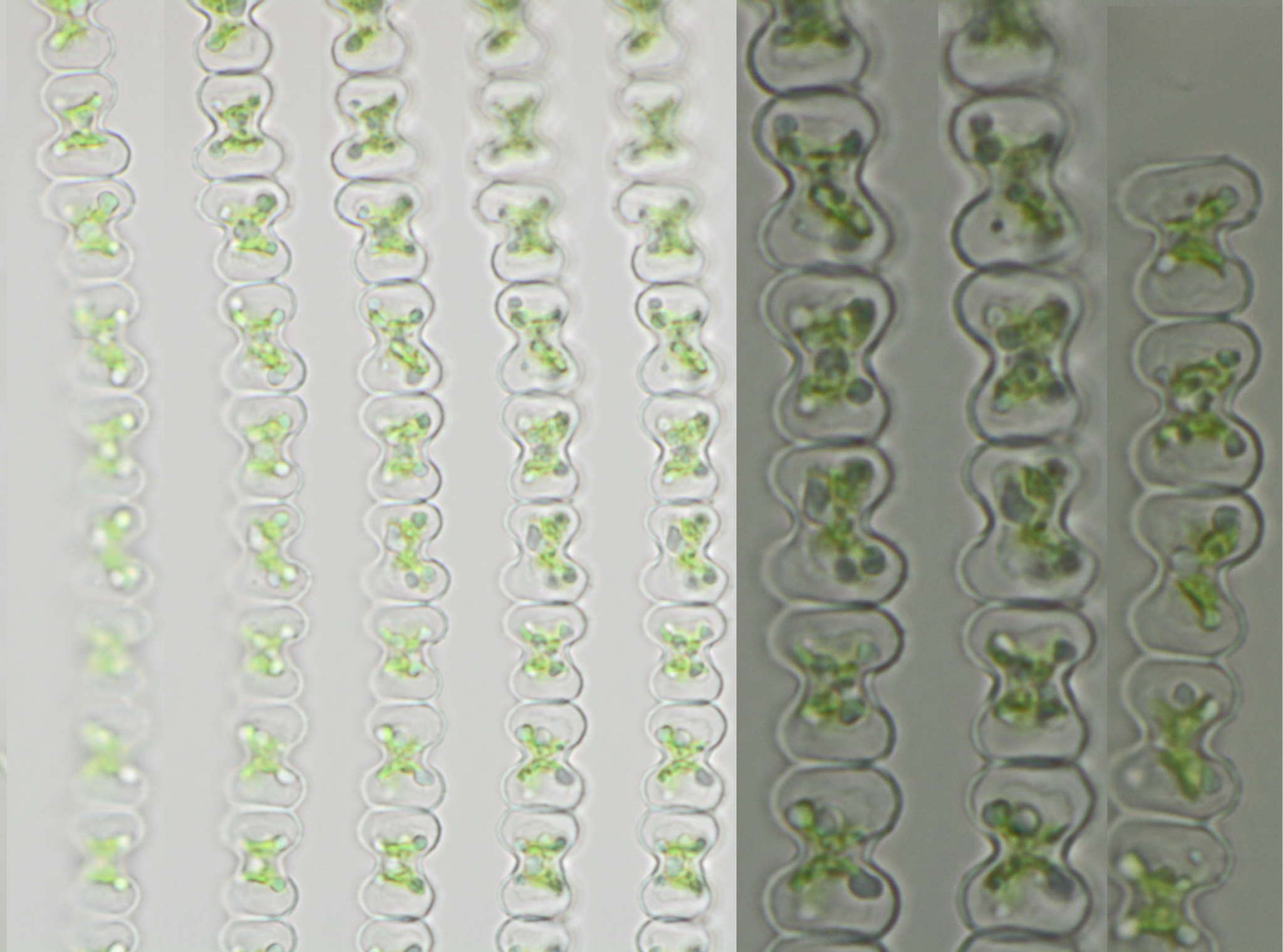 Spondylosium papillosum