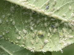 Hyalopterus amygdali