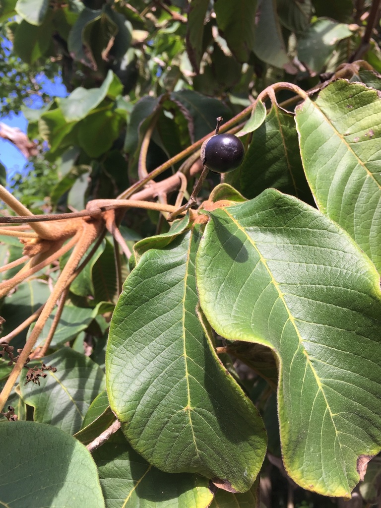 Vitex fischeri keniensis in May 2022 by Chris Parminter. At Auckland ...