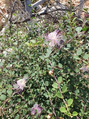 Capparis zoharyi