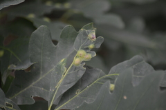 Callirhytis quercusfutilis