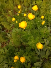 Trollius europaeus