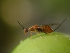 Megastigmus aculeatus