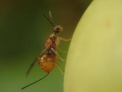 Megastigmus aculeatus