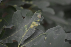 Callirhytis quercusfutilis