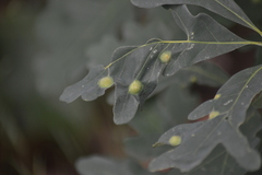 Callirhytis quercusfutilis