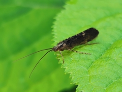 Limnephilus sparsus