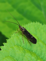 Limnephilus sparsus