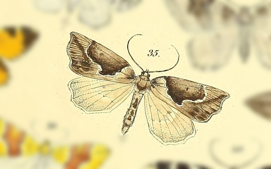 Oratha significata
