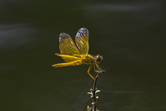 Perithemis parzefalli