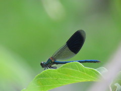 Calopteryx splendens