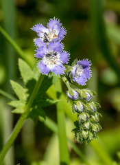 Phacelia purshii
