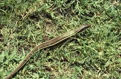 Gerrhosaurus flavigularis