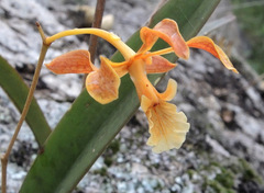 Encyclia