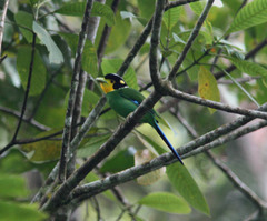 Psarisomus dalhousiae