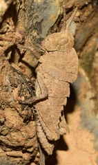 Eumigus