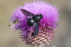 Pangonius funebris