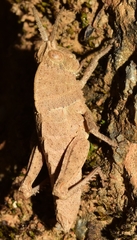 Eumigus