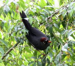 Pterorhinus mitratus