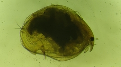 Eurycercus lamellatus