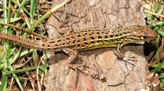 Psammodromus