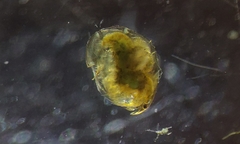 Eurycercus lamellatus