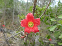 Brachychiton bidwillii