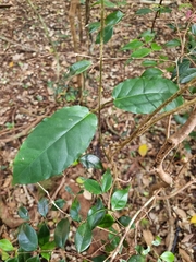 Leichhardtia racemosa