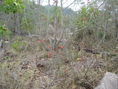 Brachychiton bidwillii