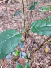 Leichhardtia racemosa