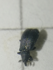 Magdalis ruficornis