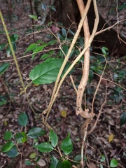 Leichhardtia racemosa