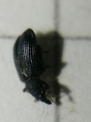 Magdalis ruficornis