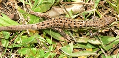 Psammodromus