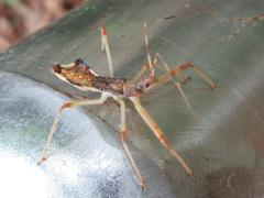 Epidaus tuberosus