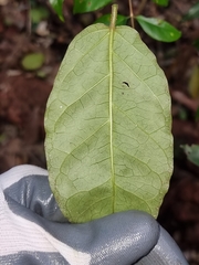 Leichhardtia racemosa
