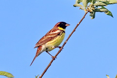 Emberiza aureola