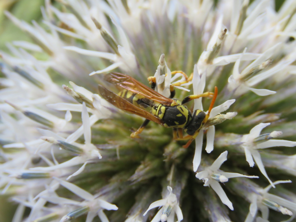 Polistes bucharensis