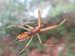 Epidaus tuberosus