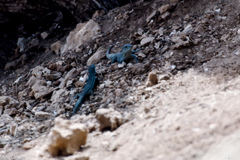 Podarcis pityusensis