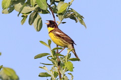 Emberiza aureola
