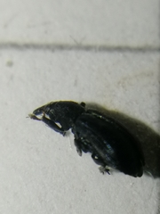 Magdalis ruficornis