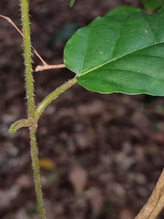 Leichhardtia racemosa