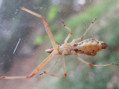 Epidaus tuberosus