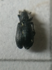 Magdalis ruficornis
