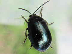 Agelastica coerulea