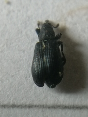 Magdalis ruficornis