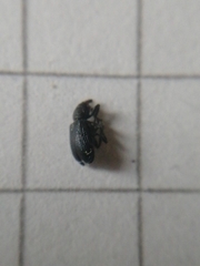 Magdalis ruficornis