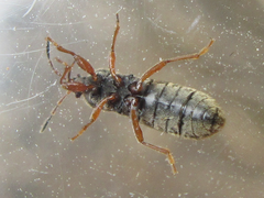 Dimorphopterus pallipes